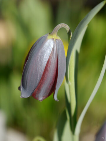 Fritillaria caucasica