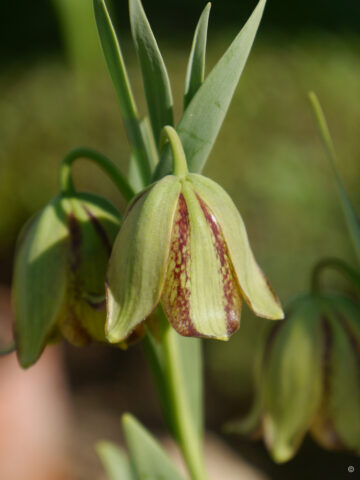 Fritillaria crassifolia, Bot.Garten München