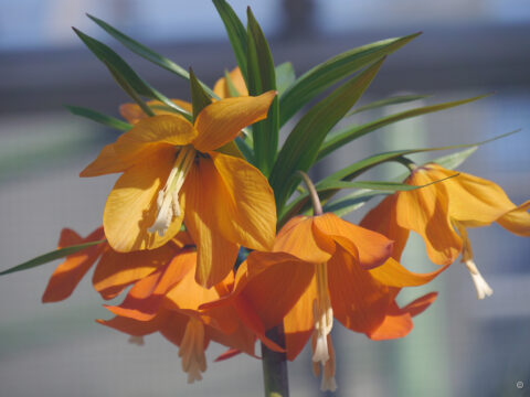 Fritillaria eduardii, Bot. Garten München