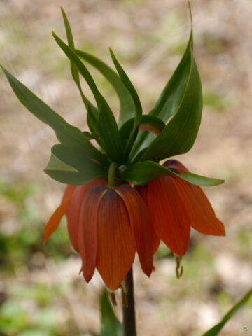 Fritillaria imperialis 