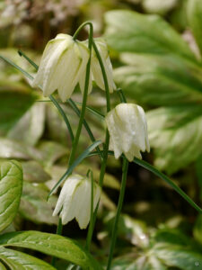 Fritillaria meleagris 'Alba'