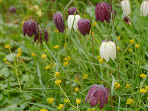 Fritillaria meleagris und Hahnenfuß auf Feuchtwiese