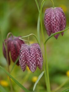 Fritillaria meleagris