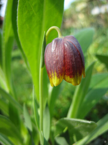 Fritillaria michailowsky in Wurzerlsgarten