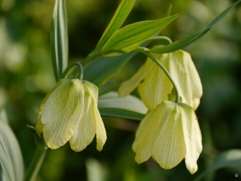 Fritillaria pallidiflora, Bleiche Fritillaria, Hermannshof  Weinheim