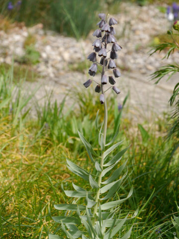 Fritillaria persica, Weihenstephan