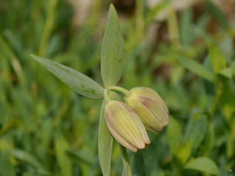 Fritillaria pontica