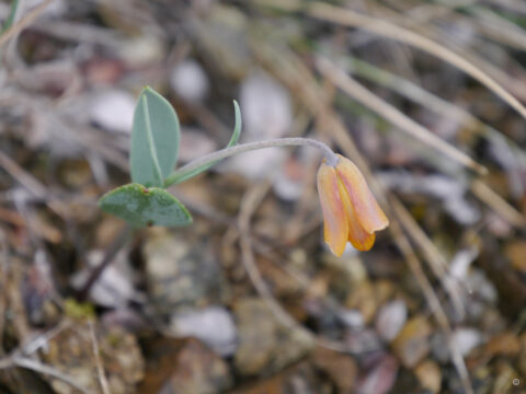 Fritillaria saldaensis, endemisch am Saldasee/Taurusgebirge wachsend.