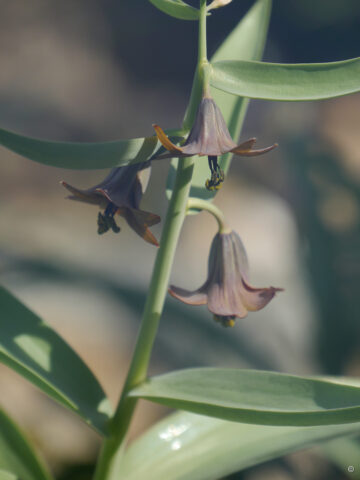 Fritillaria sewerzowii, Bot.Garten München