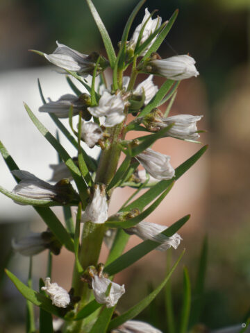 Fritillaria stenanthera, verblüht, Bot.Garten München