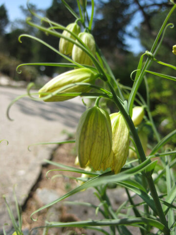 Fritillaria verticillata