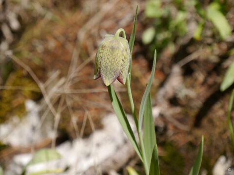 Fritillaria whittallii, Kisildag Milli Parki