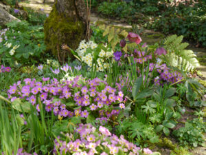 Lenzrosen und Primeln vereint im Aquilegia-Walk in Wurzerlsgarten