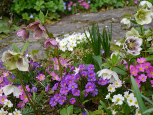 Lenzrosen und Primeln vereint im Frühlingsbeet in Wurzerlsgarten