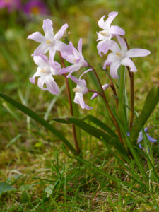 Chionodoxa forbesii 'Pink Giant', Wurzerlsgarten