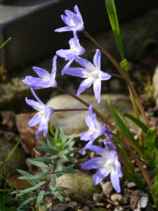 Chionodoxa luciliae, Wurzerlsgarten