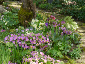 Blüten auf dem Aquilegiawalk