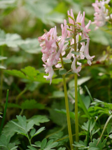 Sämlinge vom Gefingerten Lerchensporn, Corydalis solida, in Wurzerlsgarten