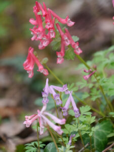 Sämlinge vom Gefingerten Lerchensporn, Corydalis solida, in Wurzerlsgarten