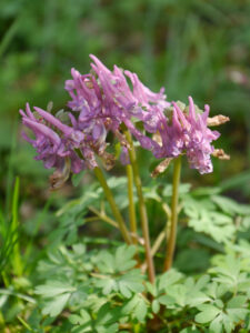 Sämlinge vom Gefingerten Lerchensporn, Corydalis solida, in Wurzerlsgarten