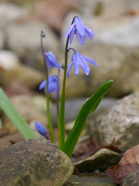 Scilla sibirica, Wurzerlsgarten