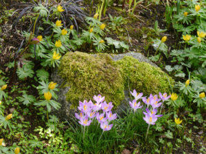 Crocus tommasianus und Eranthis hyemalis blühten 2024 am Bachhügel bis Mitte März.