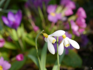 Galanthus ‘Primrose Warburg’ blühte von Mitte Februar bis Mitte März in Wurzerlsgarten