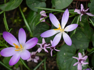 Crocus tommasianus und Cyclamen coum vergesellschaften sich gerne in Wurzerlsgarten, die Cylamen blühen bis in den April hinein.