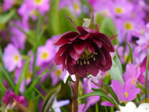 Helleborus x hybridus 'Cerise', Lenzrosen, Wurzerlsgarten