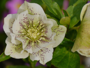 Helleborus x hybridus, Lenzrosen, Wurzerlsgarten