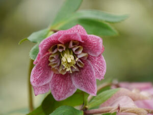 Helleborus x hybridus, Lenzrosen, Wurzerlsgarten