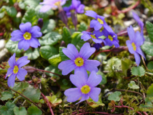 Primula pruhoniciana, Teppichprimel, Wurzerlsgarten