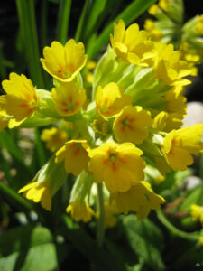 Primula veris, Echte Schlüsselblume, Wurzerlsgarten