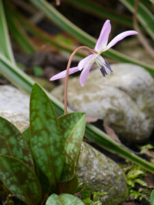 Erythronium dens-canis, Hundszahn, Wurzerlsgarten