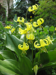 Erythronium 'Pagoda', Gelbe Hundszahnlilie, Wurzerlsgarten