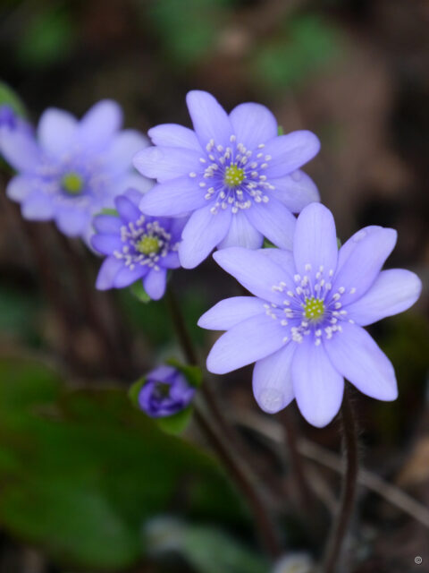 Hepatica transsylvanica, Siebenbürger Leberblümchen, Wurzerlsgarten