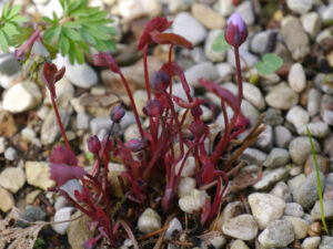 Jeffersonia dubia, Syn. Plagiorhema dubia, Herzblattschale, Wurzerlsgarten