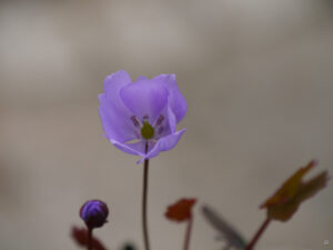 Jeffersonia dubia, Syn. Plagiorhema dubia, Herzblattschale, Wurzerlsgarten