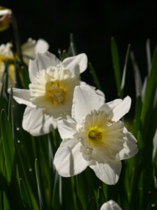 Trompetennarzisse in Wurzerlsgarten