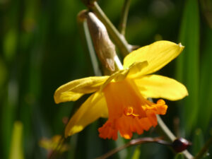 Jeffersonia dubia, Syn. Plagiorhema dubia, Herzblattschale, Wurzerlsgarten