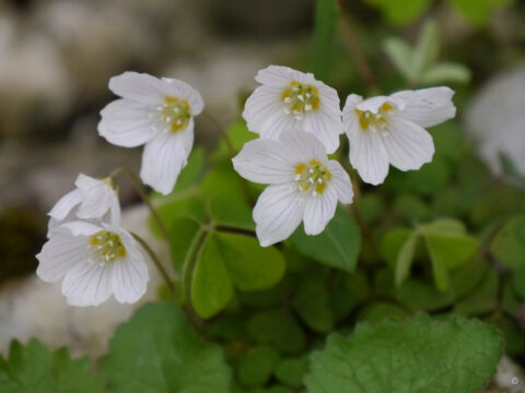 Oxalis acetosella, Wald-Sauerklee, Wurzerlsgarten