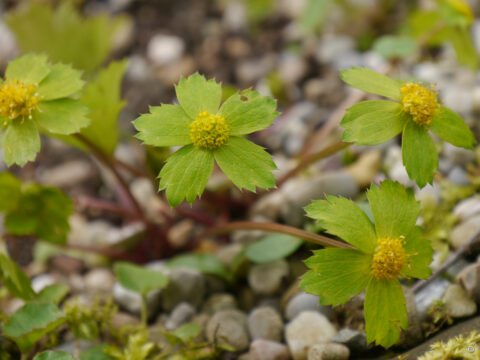 Sanicula epipactis, Syn. Hacquetia epipactis, Goldteller, Schaftdolde, Wurzerlsgarten