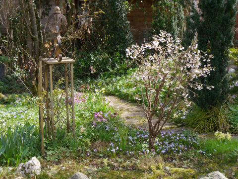 Prunus incisa 'Kojou-no-mai', frühblühende Zierkirsche, Wurzerlsgarten