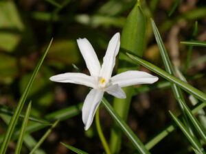 Chionodoxa luciliae 'Alba', Wurzerlsgarten