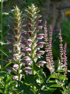 Das Mauerbeet im Garten Schlegelmilch