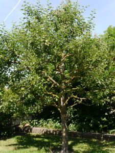 Obstgarten im hinteren Bereich des Gartens Schlegelmilch