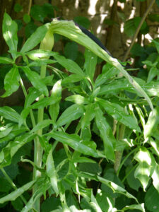 Arisaema Sämling im Garten Schlegelmilch