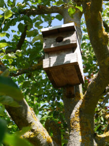 Der alte Apfelbaum im Garten Schlegelmilch