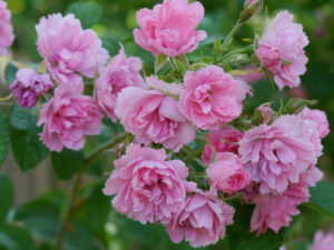 Rosa 'Pink Grootendorst', Nelkenrose, Nostalgische Strauch-Rose, Mauergarten Schlegelmilch