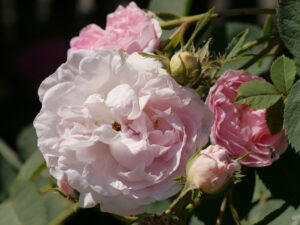 Rosa 'Celsiana', Duftrose, Damaszenerrose von 1750, Mauergarten Schlegelmilch